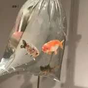 T.C.G. goldfishの画像