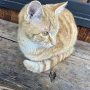 にゃんコロの画像