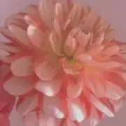 みかんの画像