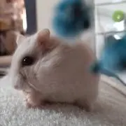 きなこもちの画像