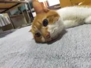 きなちゃぶの画像