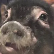nanaの画像