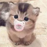 シヨミ