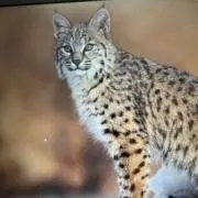 セブン⭐️フォロー割実施中の画像