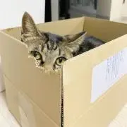 猫ファミリー