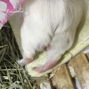 ゆきちの画像