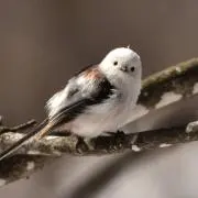 りかオンの画像