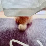 ライムの画像