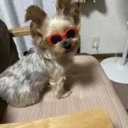 ヨーキーママ
