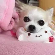 Angel★