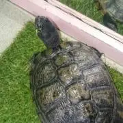 しょこらん