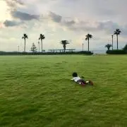 カエデ