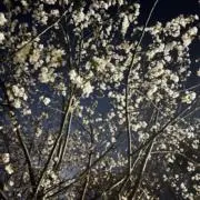 こばの画像
