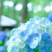 hana＊hanaの画像