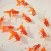 金魚　低価格品は送料込みのため値下げ不可の画像