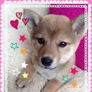 きなこの画像