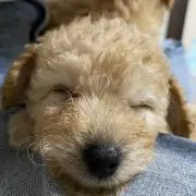 wankoの画像