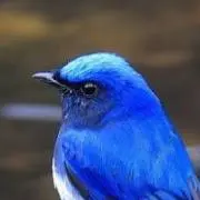 みかんみかんの画像