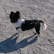 せれなの画像