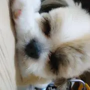いつき
