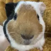 チモシーの画像