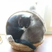 タチカワの画像