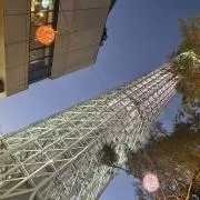 Lilyの画像