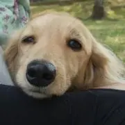 Luvの画像