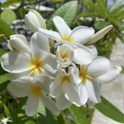 hulahula