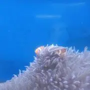 ニモ［時間の余裕ない為返信は致しません］の画像