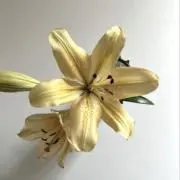 yuの画像