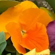 みたらし