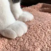 Ｎの画像