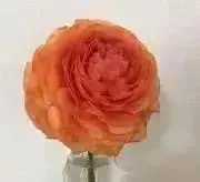 オレンジの画像
