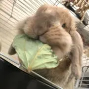 むーの画像