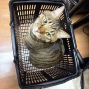 ℳ.*:☾:*' *:の画像
