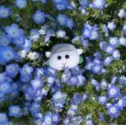 チロモの画像