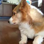 よはんの画像