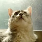 humptyの画像