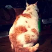 タッチの画像