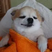 コタロウの画像