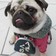 たむたむの画像