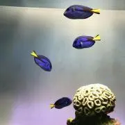 Sh.r2の画像