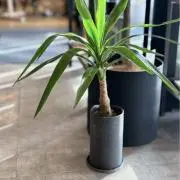 カールの画像