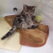 ますらを