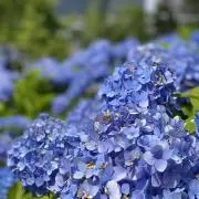 あじさいの画像