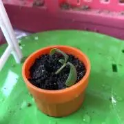 ワゴの画像