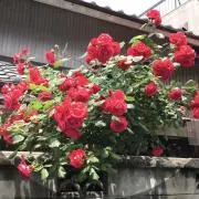 みやの画像