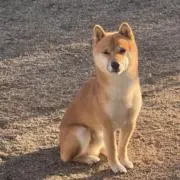 のぐしょうの画像