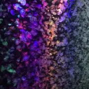 モン太の画像